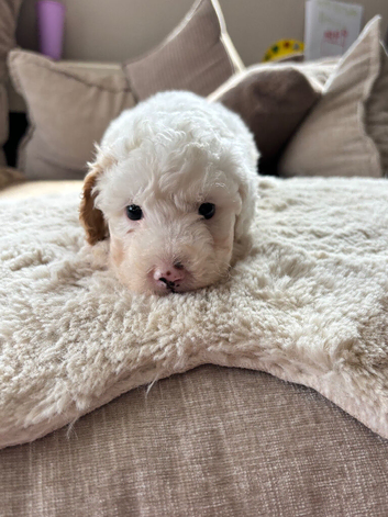 Stunning Cavapoo pups