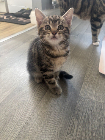 2 beautiful boys looking for there forever home