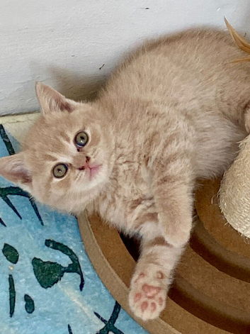 Fawn British Shorthairs