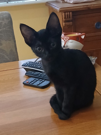Kitten from cornish rex mum