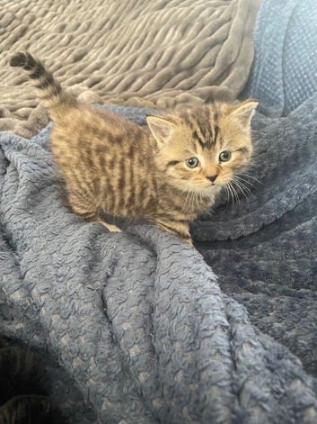 2 stunning Bengal kittens ready now
