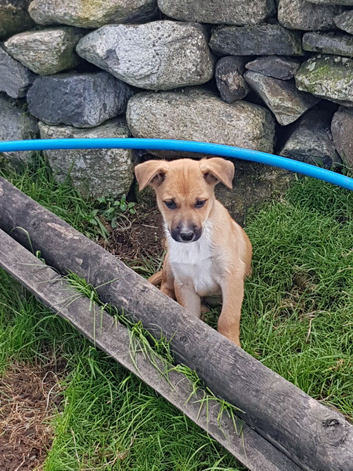 potentials agility pups. super athletic sheepdog cross pure kelpie