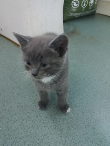 Kittens for sale