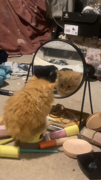7 beautiful kittens for sale