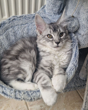 Pedigree maine coon kittens