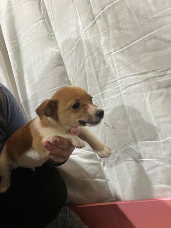 Beautiful small jack Russell puppy