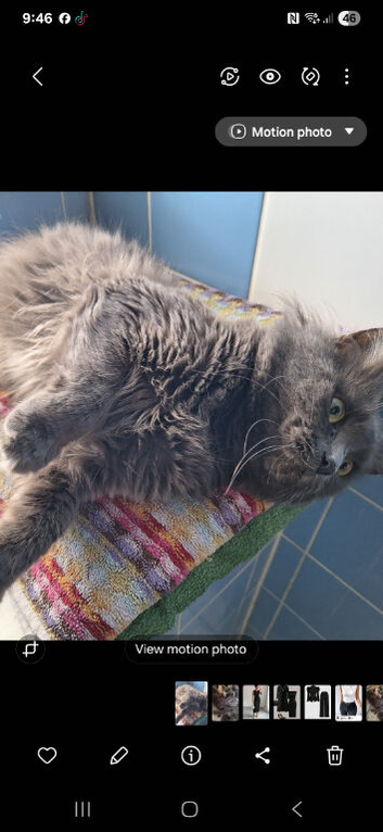 Male stub cat for sale