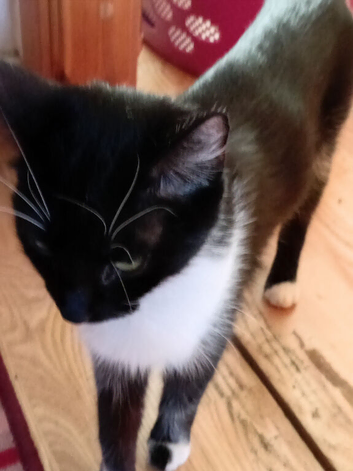 Lovely  cat