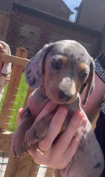 Lovely Well Bred Miniature Dachshund Pups Ready Now!