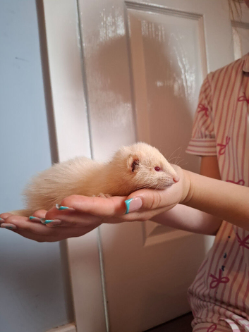Ferret kits Silly tame handled daily