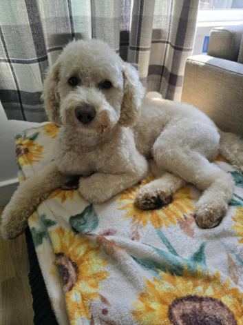Teddy,toy poodle for stud