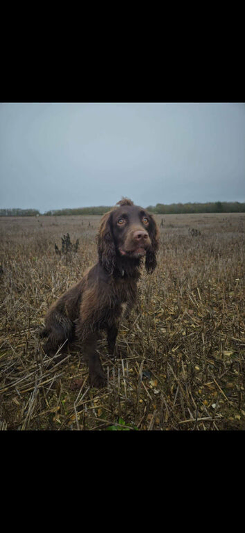 2 year old male chocolate sprocker
