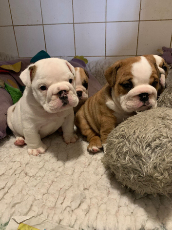 Bulldog puppies for sale