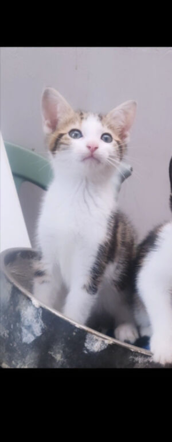 1 stunning male kitten available