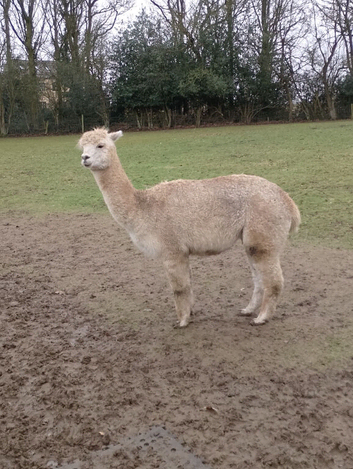 Female alpaca