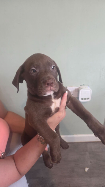 American bulldog pups ready to leave to their forever home
