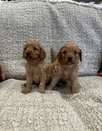 Beautiful Home-Reared Cockapoos.