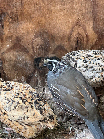 Pair of Californian Quail