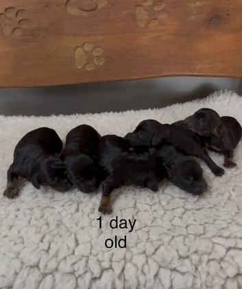 Toy poodle x mini longhair dachshund