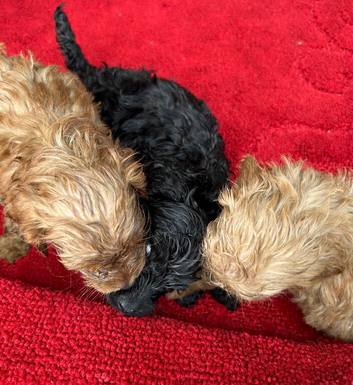 8 Beautiful Adorable Cockapoo Puppies