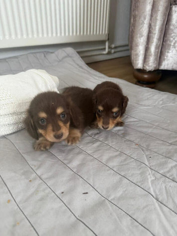 minature long haired dachshund puppies available