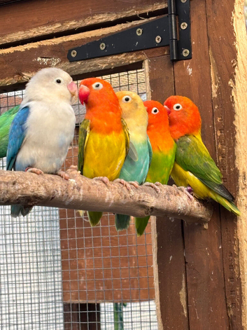 Opaline Fischer Lovebirds