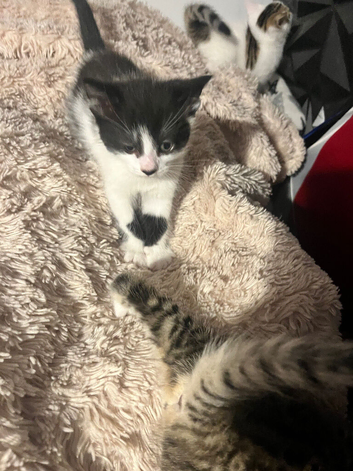 Male kittens ready