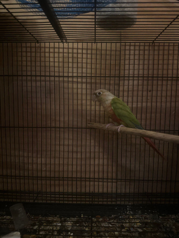 1 female
