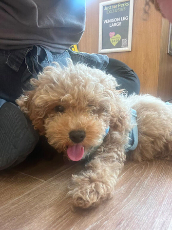 Sweet little boy cockapoo for sale