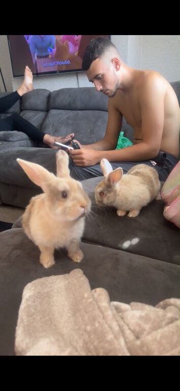 Bunnies