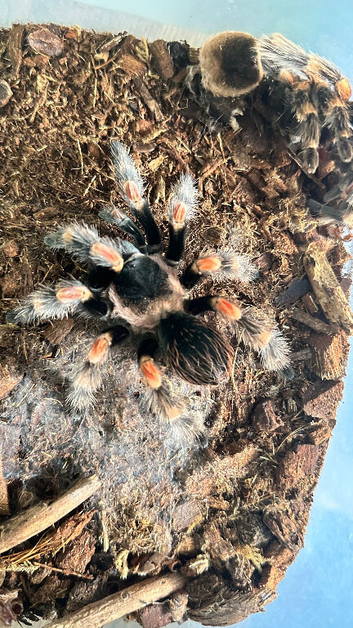 Brachypelma Hamorii AF