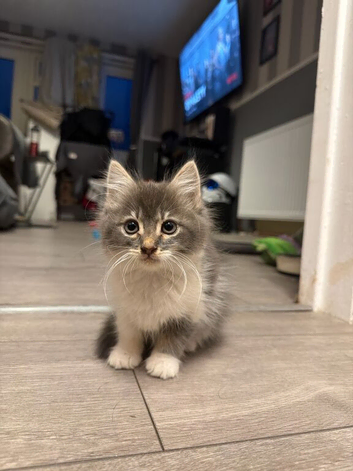 8 week old Kitten - Stunning