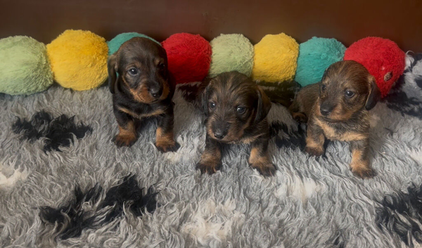 Wire-haired Dacshund puppies