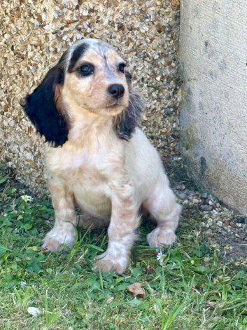 Cocker spaniel puppies