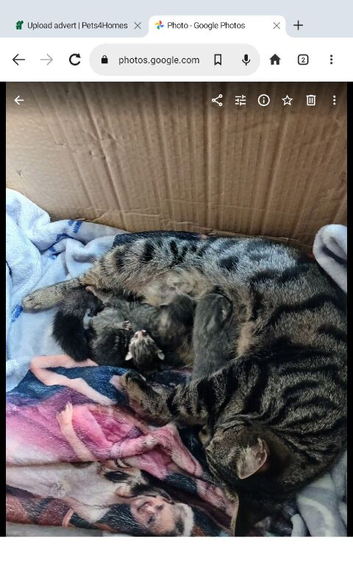 4 beautiful kittens