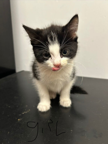 Kittens needing a home!!! Ready to leave