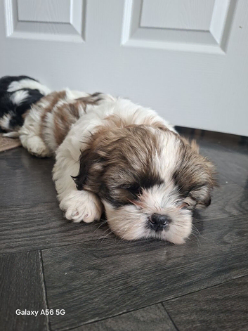 Shihtzu Boy