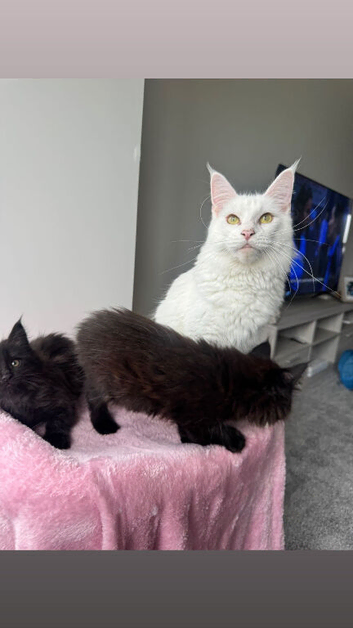 3 Maine coon kittens