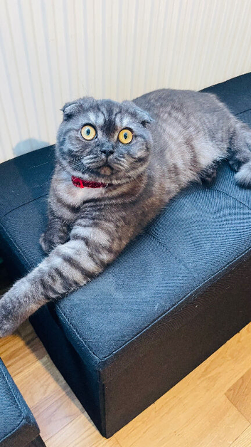 Beautiful rare Scottish fold girl