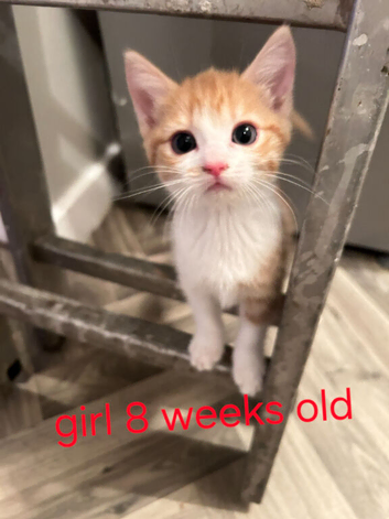Beautiful kittens for sale