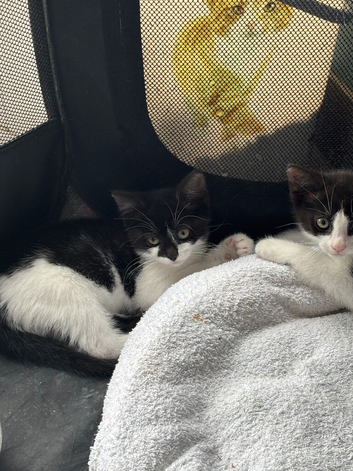 Kittens for sale