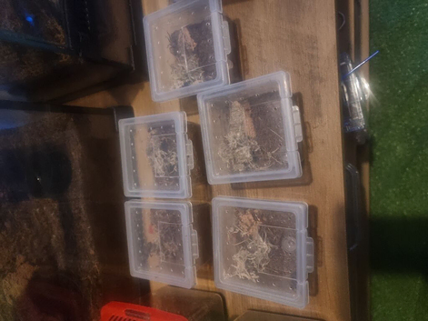 X5 Davus pentaloris tarantula Unsexed
