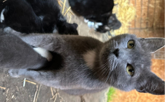 RagDoll X Kittens
