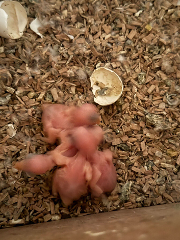 baby mutation ringneck&rsquo;s