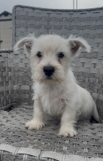 West Highland Terrier Pups ready for new home now