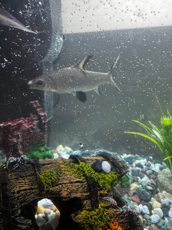 2 Bala sharks for sale