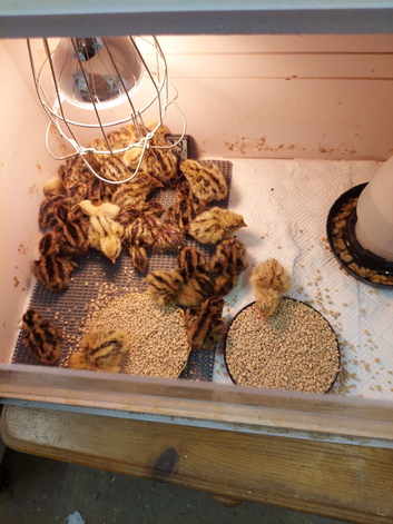 Jumbo quail  chick's and white buttons