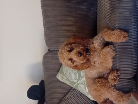 Teddy