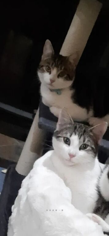 Kittens