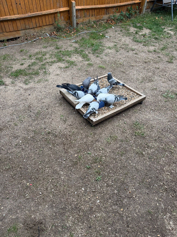 Beautiful Turkish Takla Pigeons &ndash; Pairs & Singles